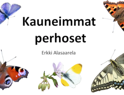 Suomen kauneimmat perhoset -video
