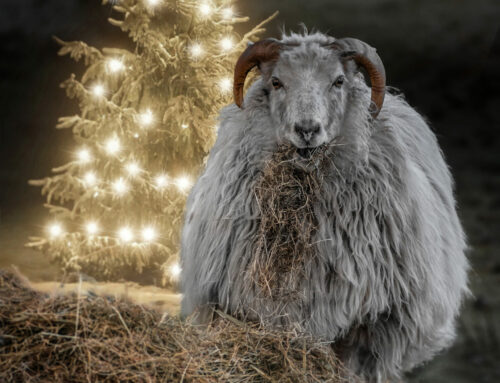 Lammas ja joulukuusi (96 palaa)