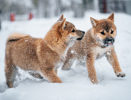 Koiranpennut (104 palaa)