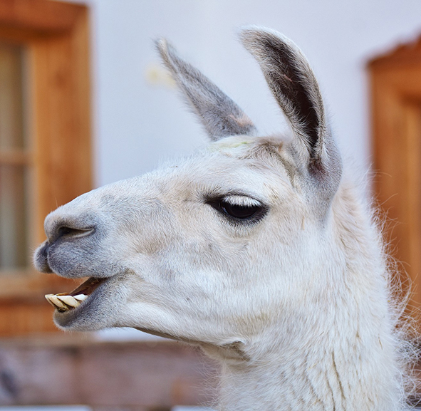 Laama