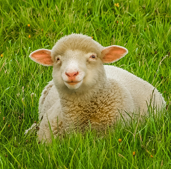Lammas
